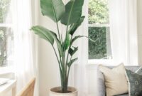 The Best Plants To Brighten Up Your Living Room